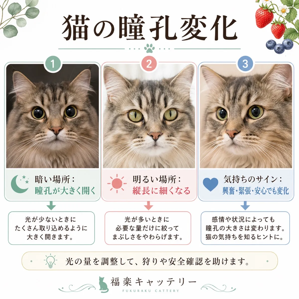 猫の瞳孔の秘密｜縦長スリットと暗視能力