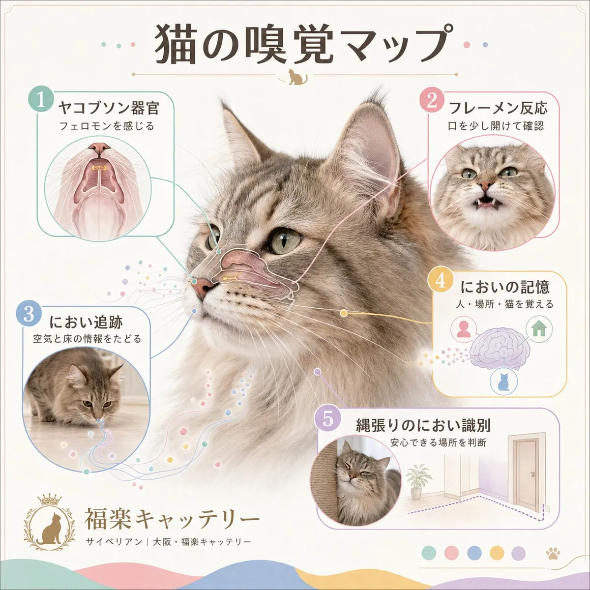子猫の月齢別栄養