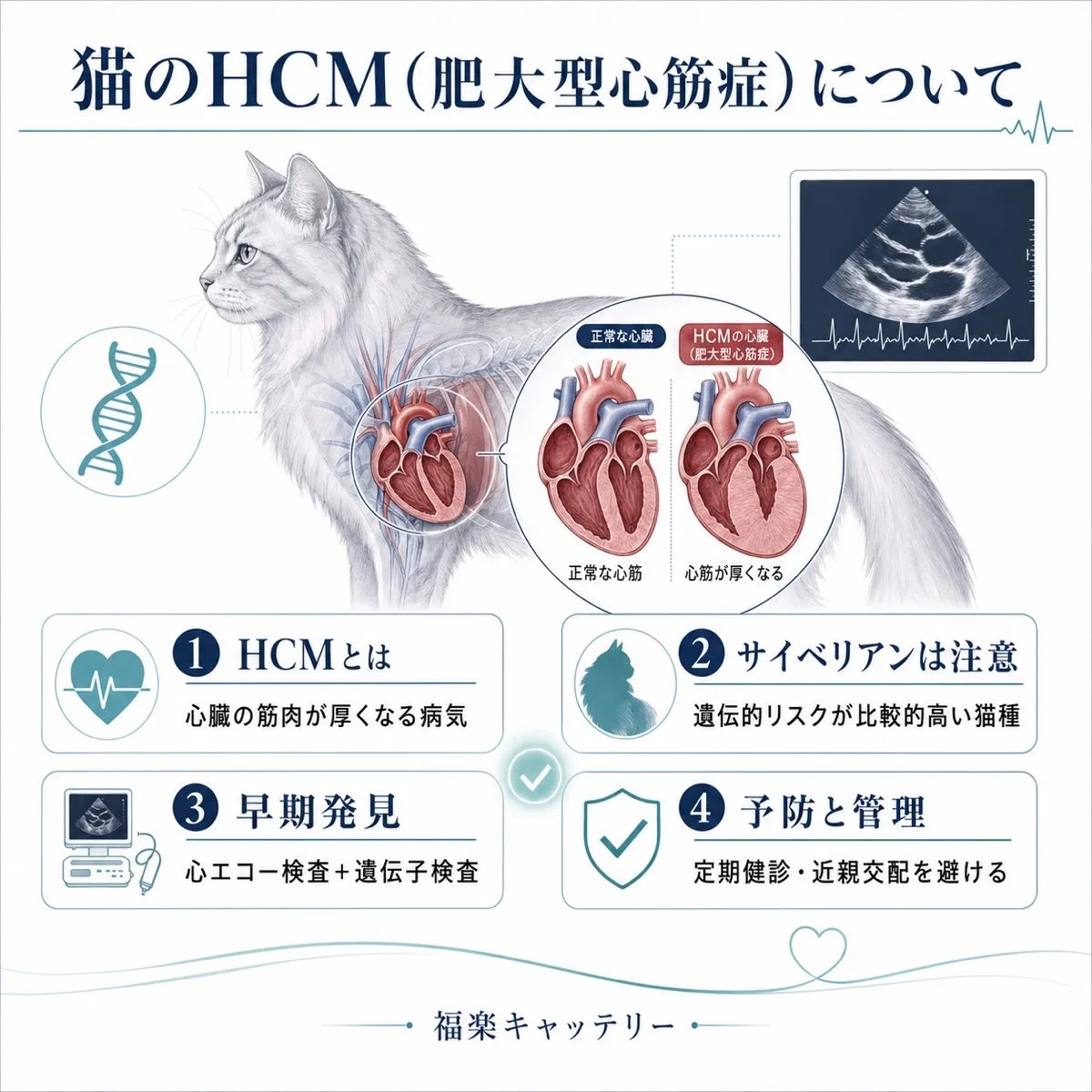 HCM心臓構造比較
