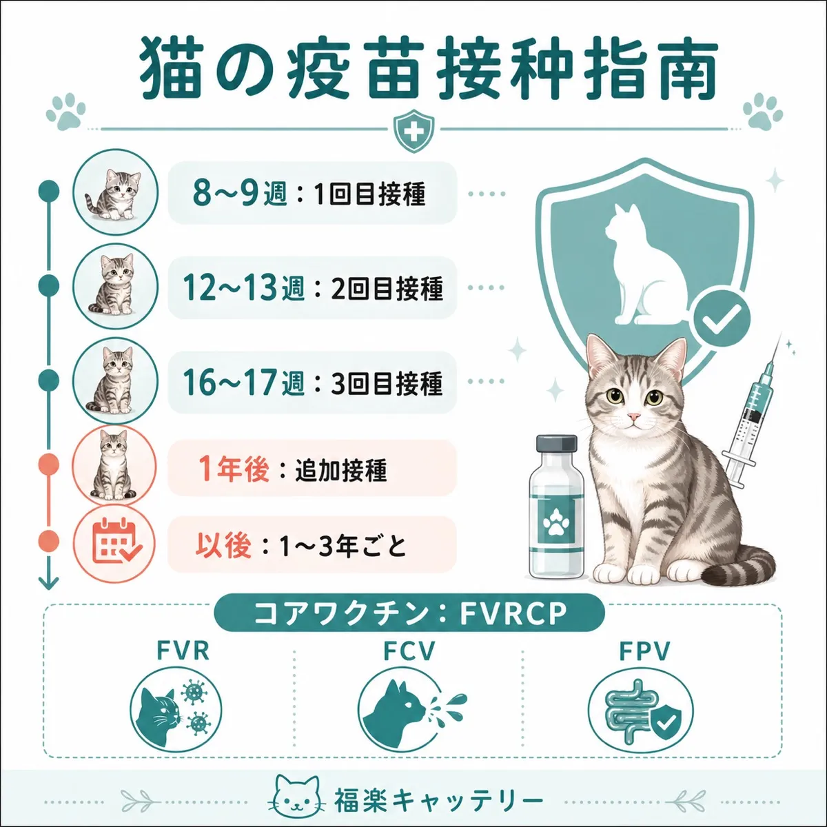 子猫のワクチンスケジュール