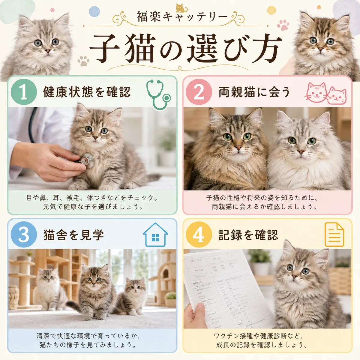健康な子猫の選び方｜キャッテリーで確認すべき10のチェックポイント
