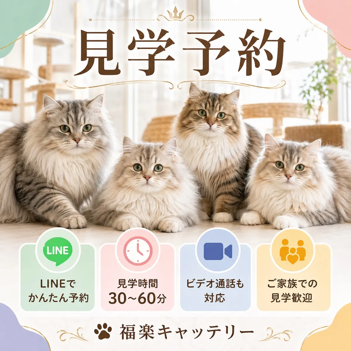 猫舎見学の予約から当日まで｜準備チェックリストと当日の流れ