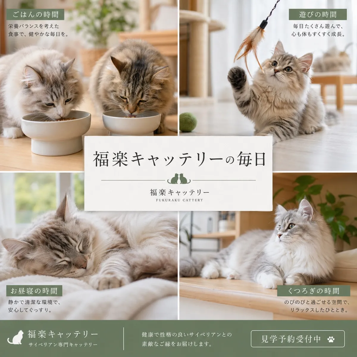 福楽キャッテリーの一日｜子猫の朝から夜までの過ごし方