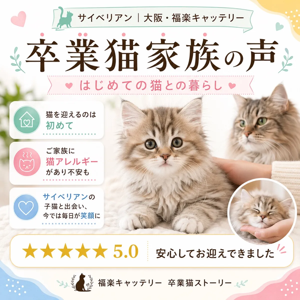 卒業猫の成長物語｜サイベリアンのリアルな暮らし