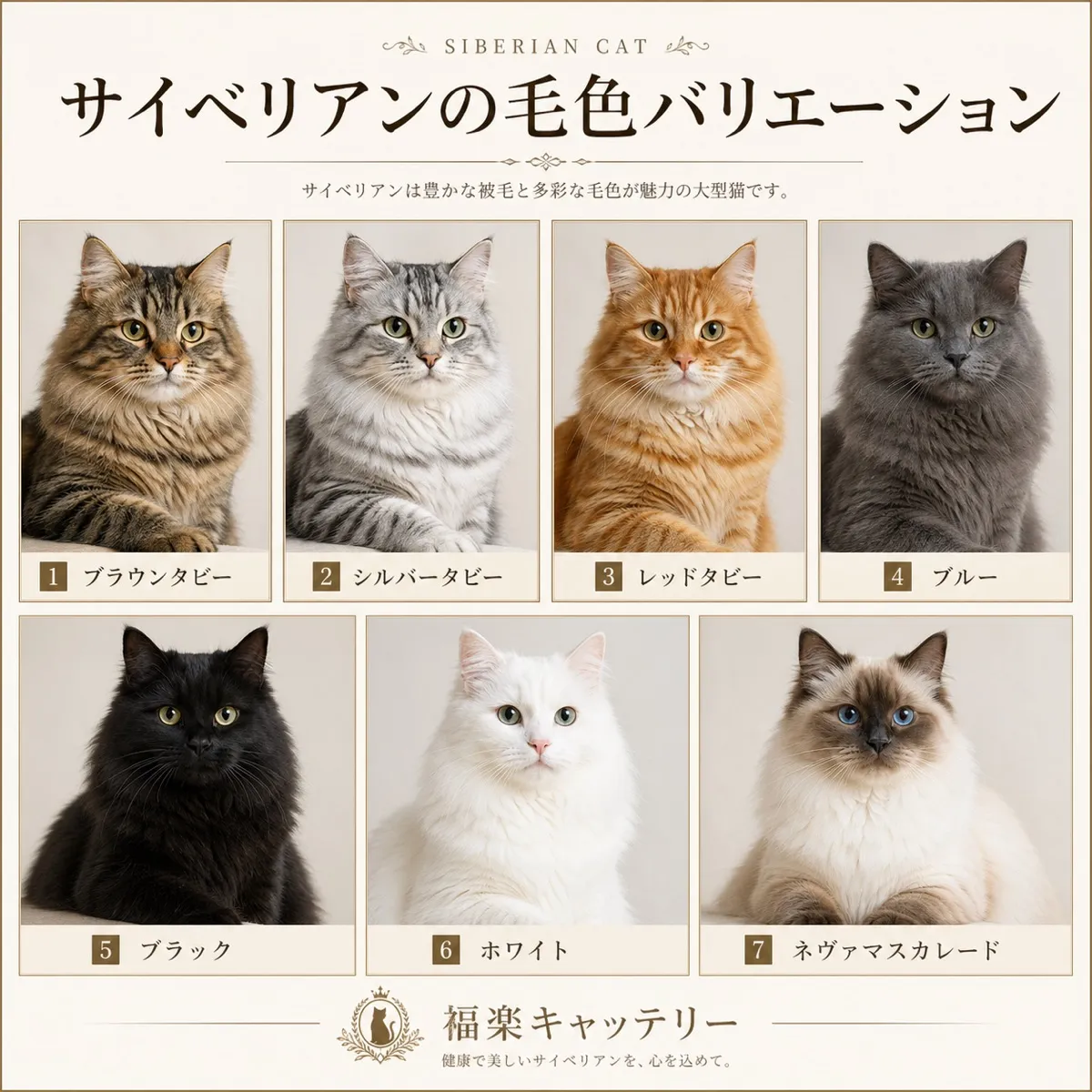 サイベリアンの毛色図鑑
