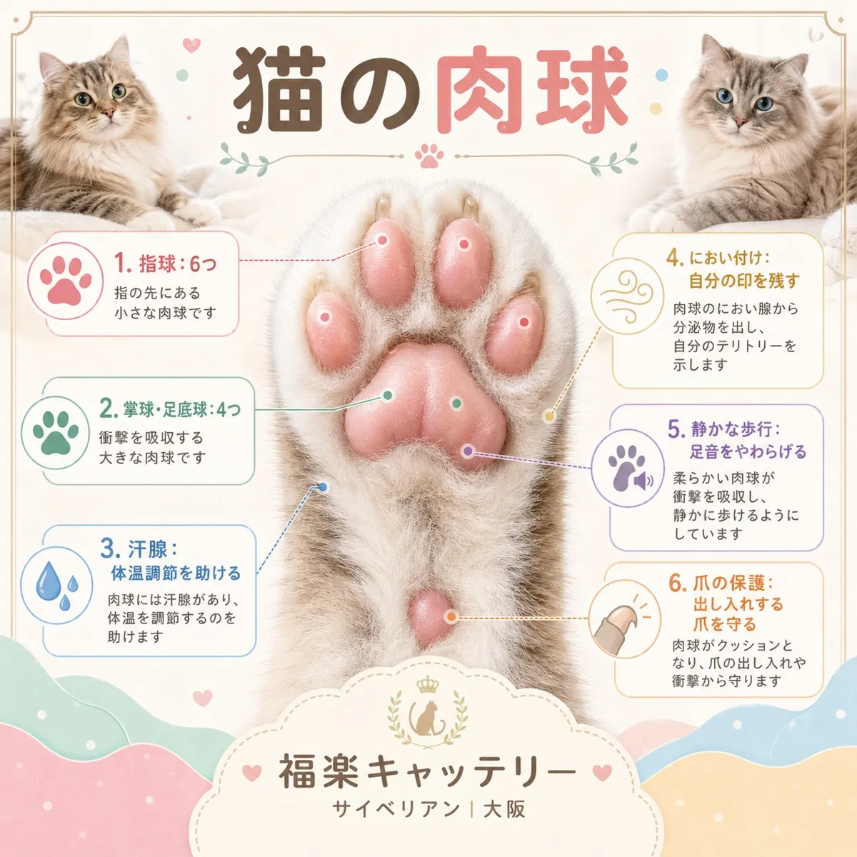 猫の肉球の秘密｜役割・色・ケア方法