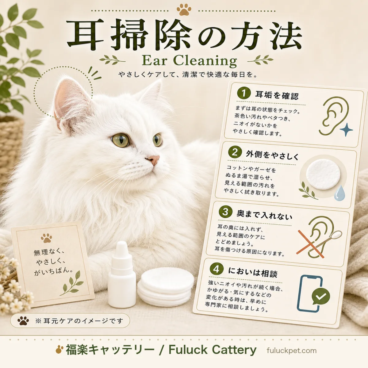 猫の耳掃除の正しいやり方、頻度、注意点を解説。耳ダニや外耳炎