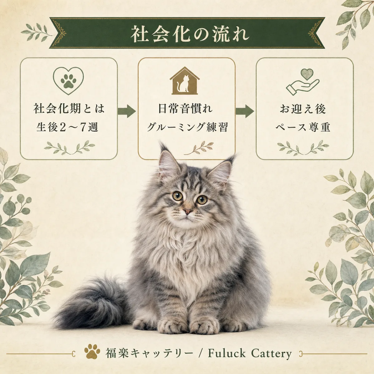 猫の社会化トレーニング：社会化期から生後の育て方まで3ステップで解説