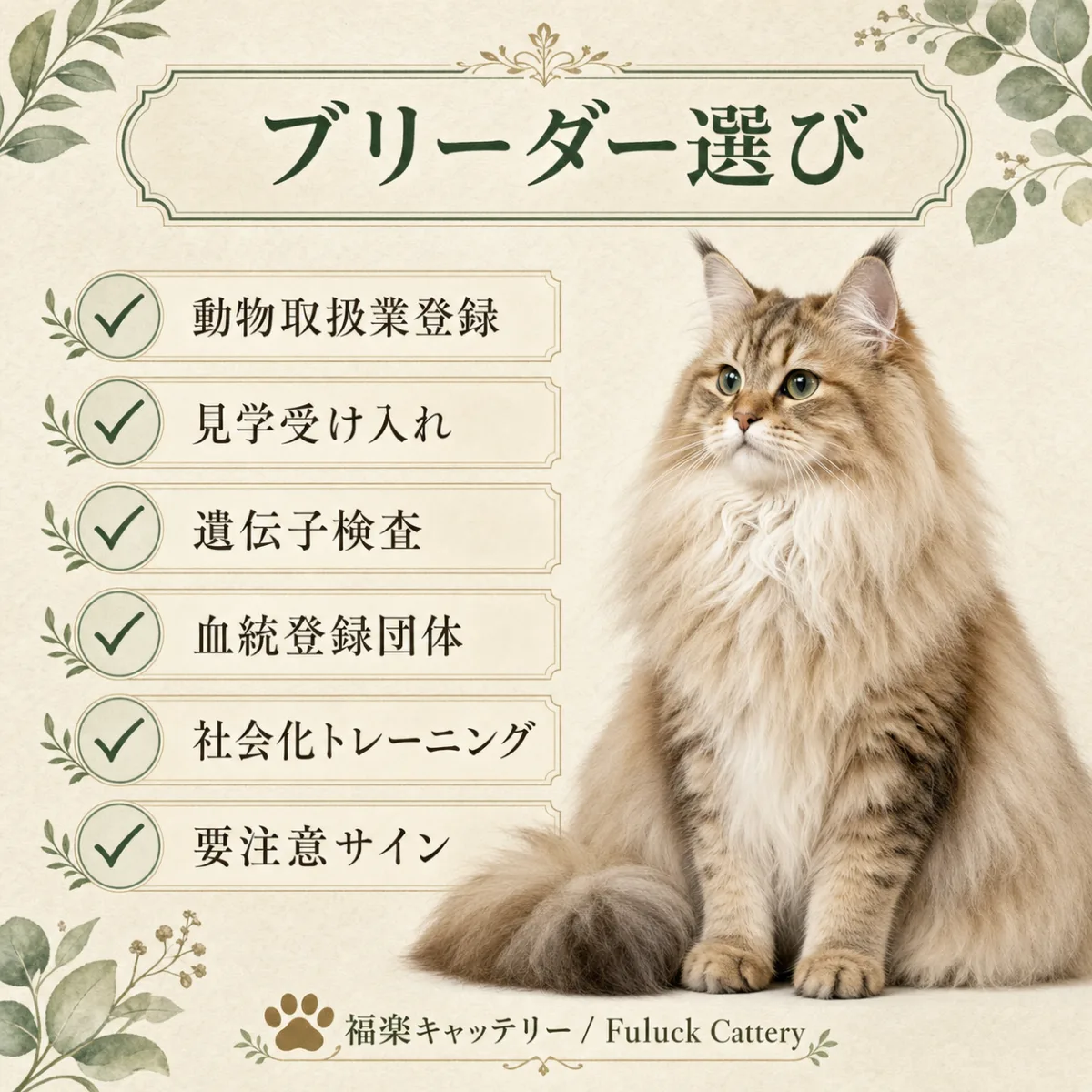 関西でサイベリアンブリーダーを選ぶ際の6つの確認ポイント