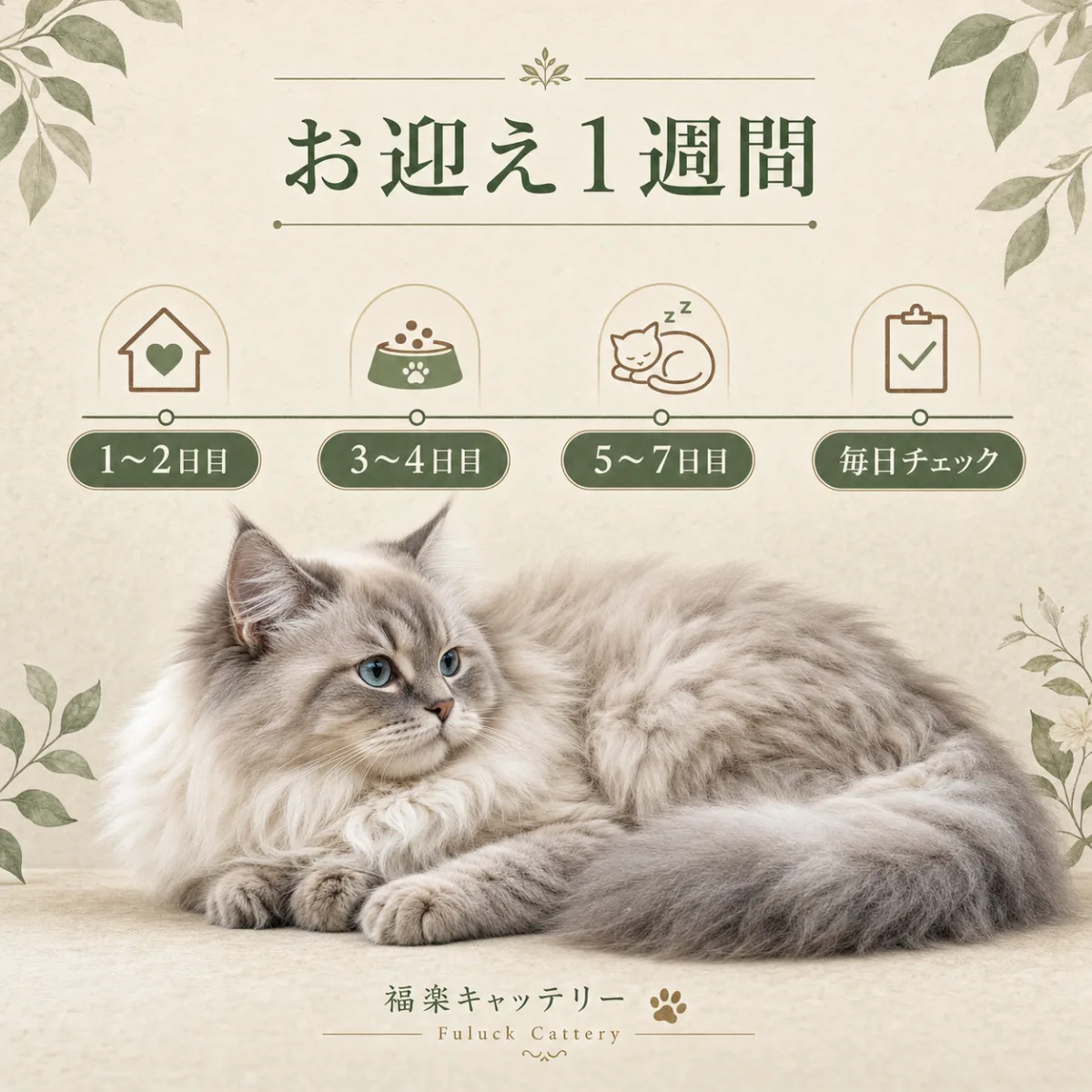子猫お迎え後1週間のステップ別ガイド｜福楽キャッテリー