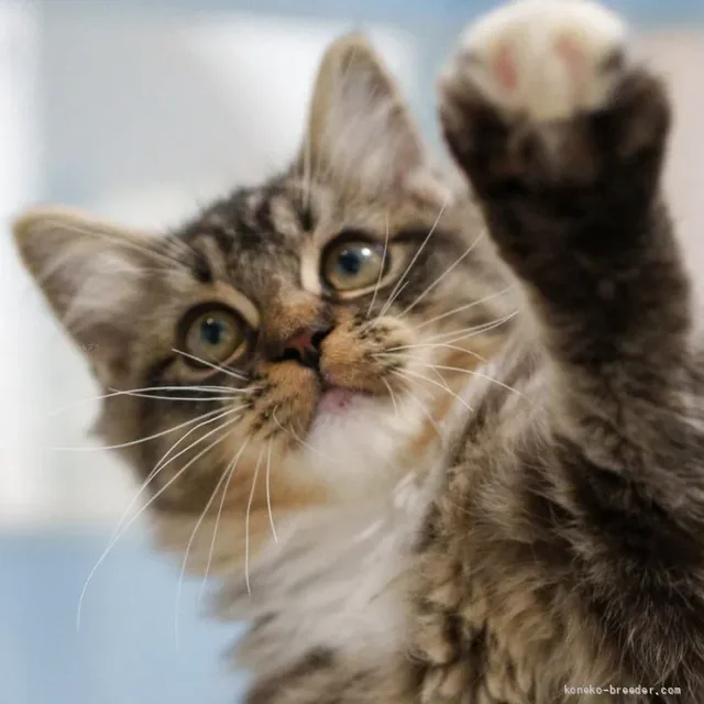 本猫舍虎斑西伯利亚猫（真实照片）