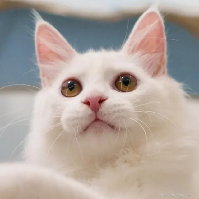 本猫舍白色西伯利亚猫（真实照片）