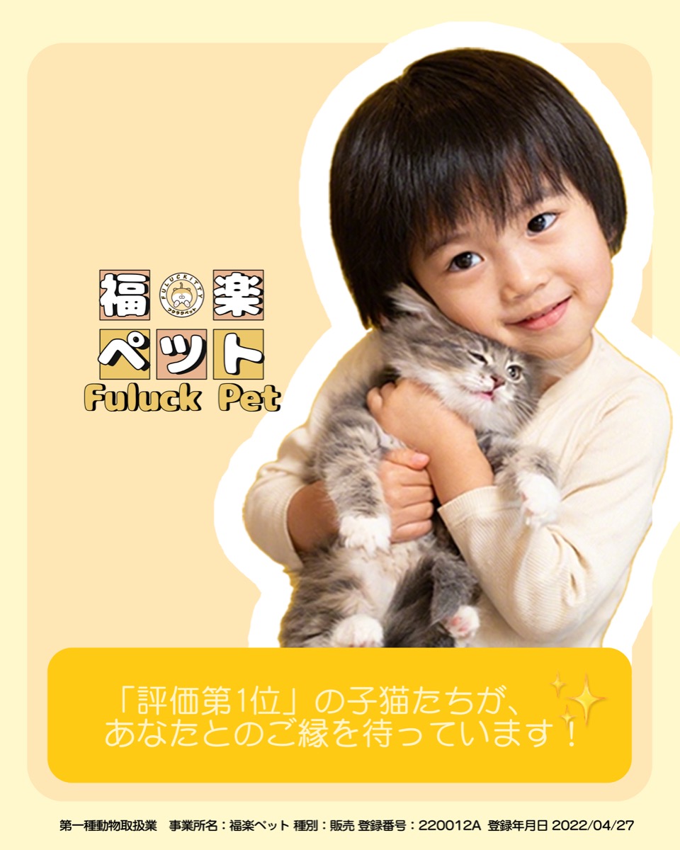 福楽キャッテリー - 子猫との出会い